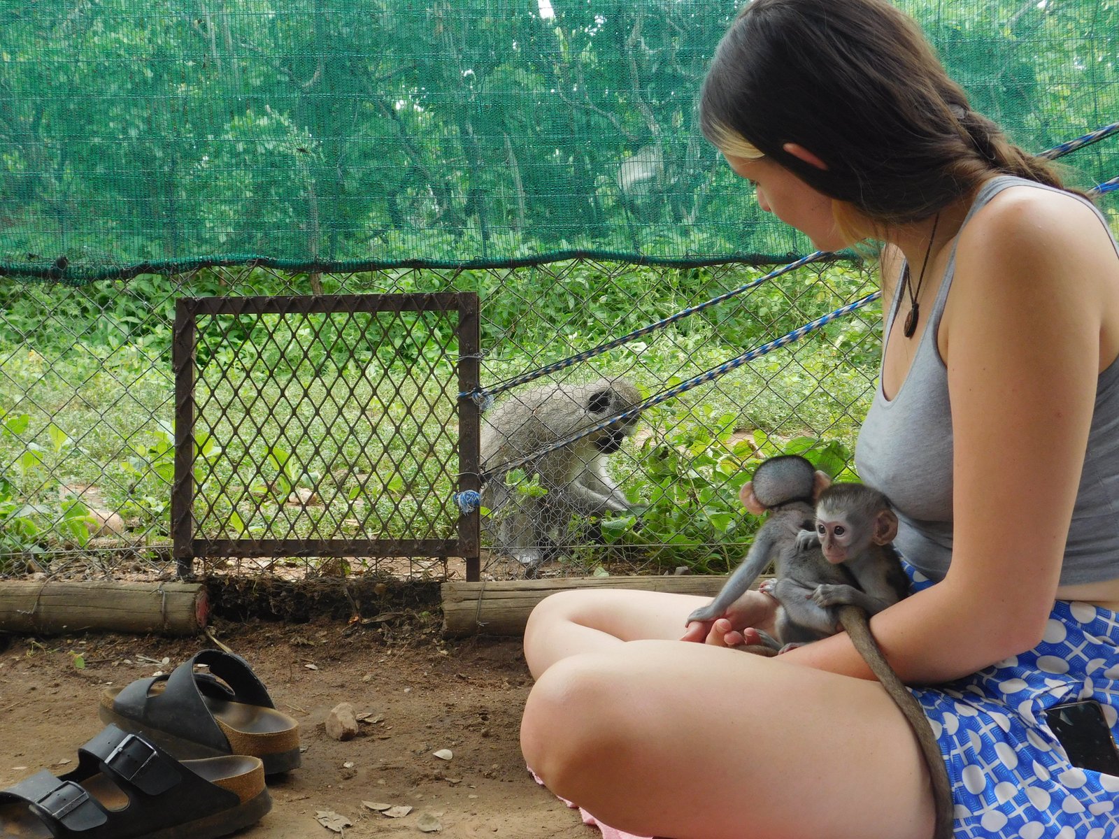 Vervet Monkey Foundation