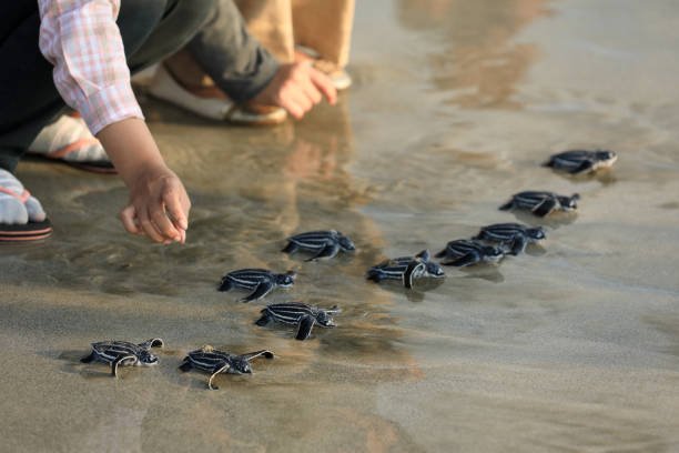  Tortugas de Pacuare