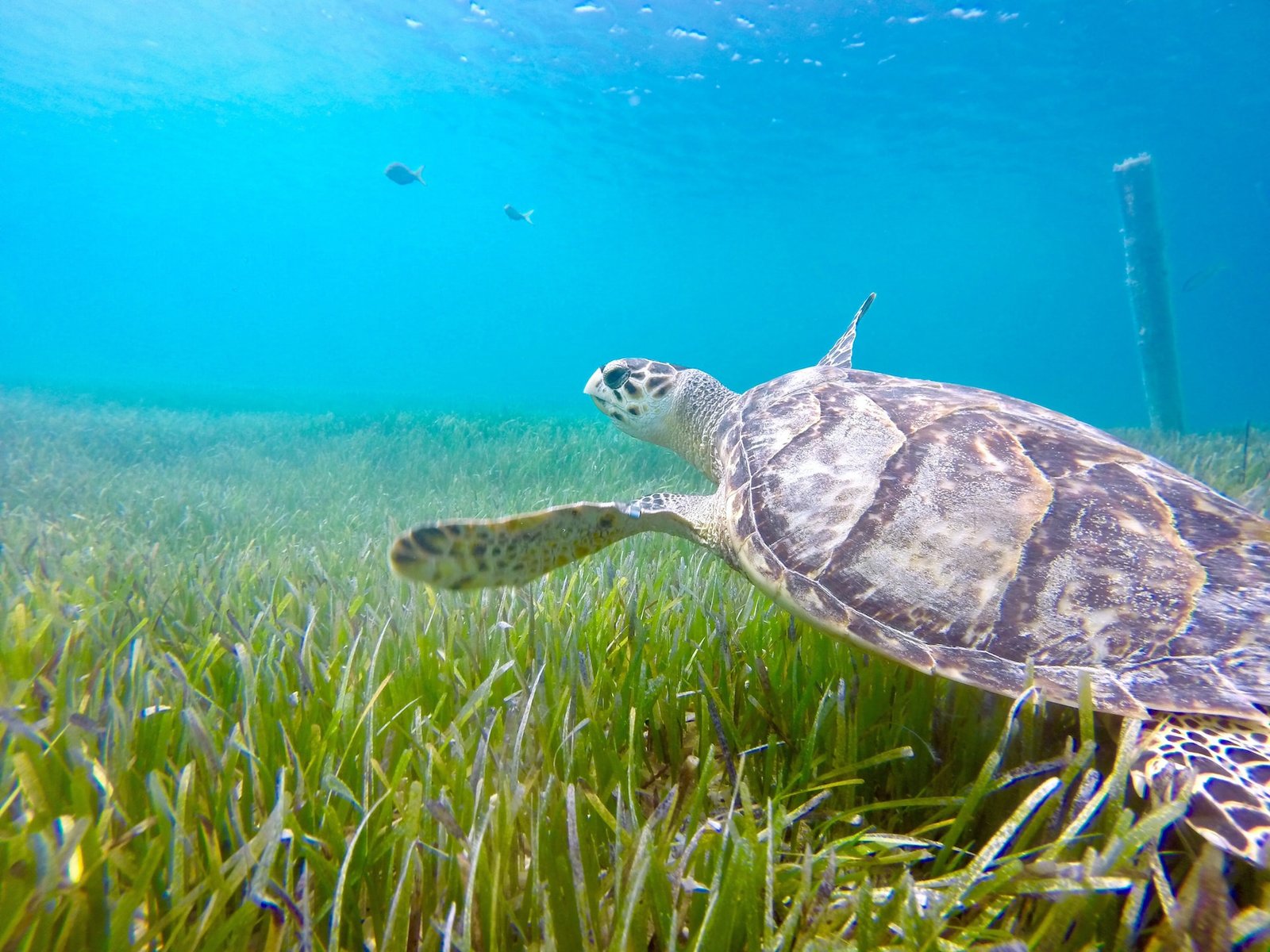 Hawksbill Sea Turtles