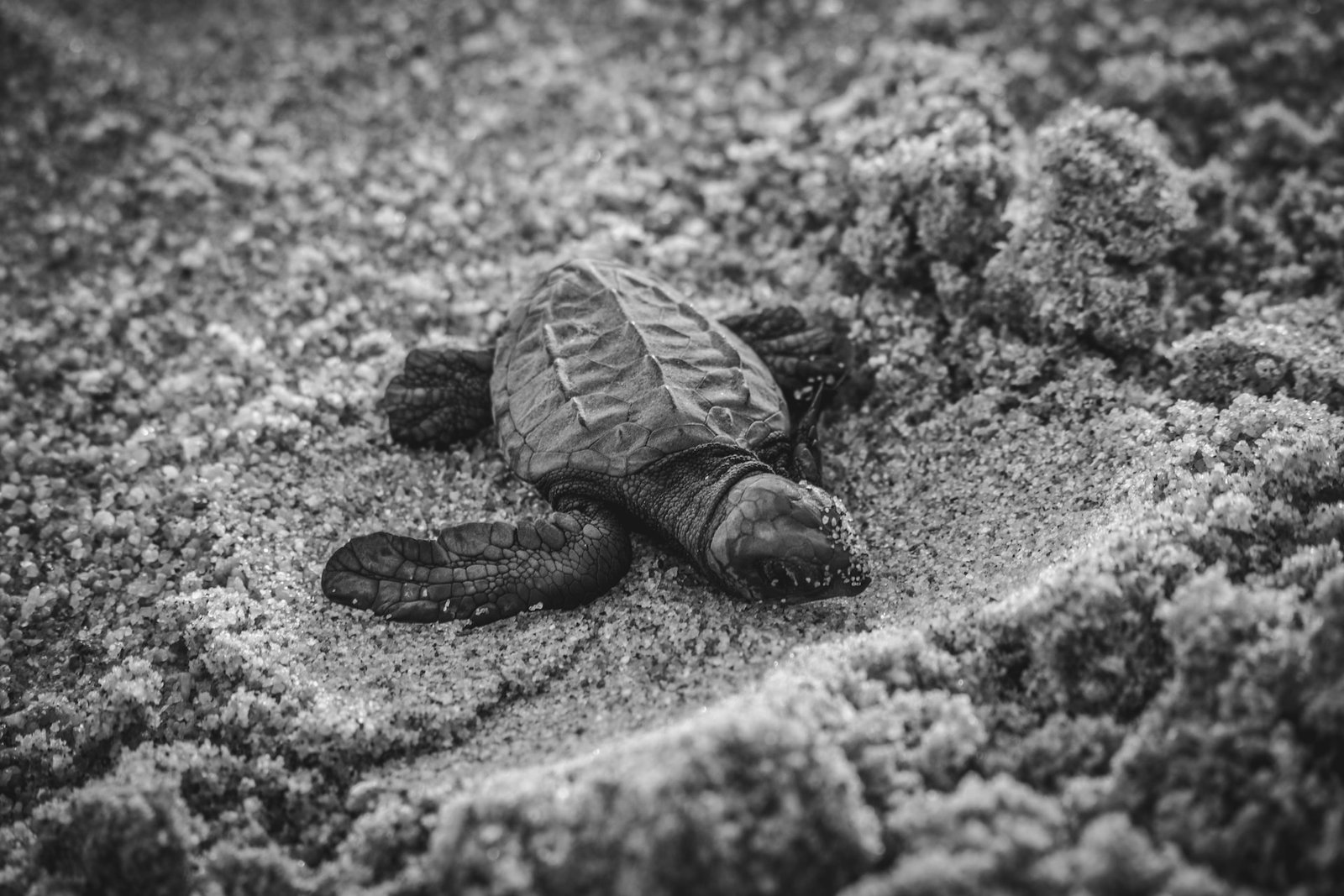  Leatherback Sea Turtles