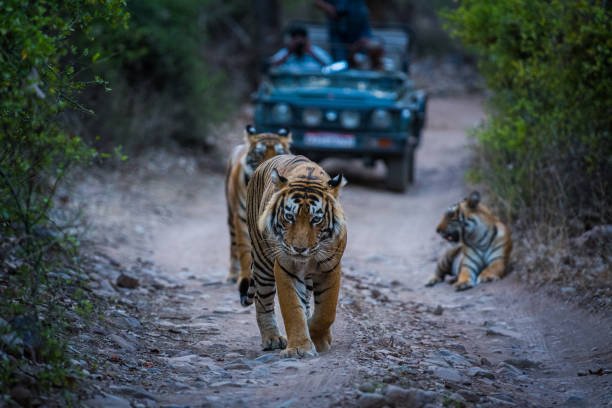 Tiger 