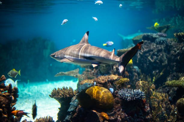 https://meaningful.travel/whale-shark-marine-conservation-project-belize-placencia