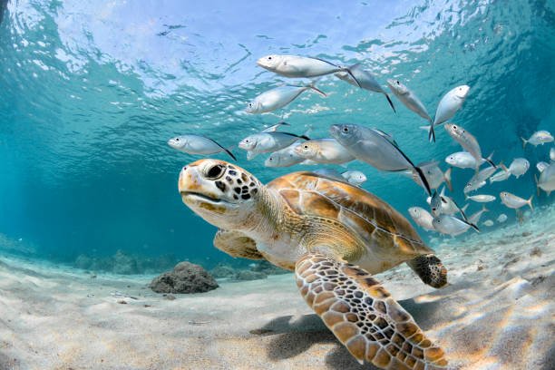 marine conservation