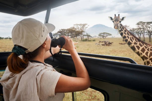 Giraffe
