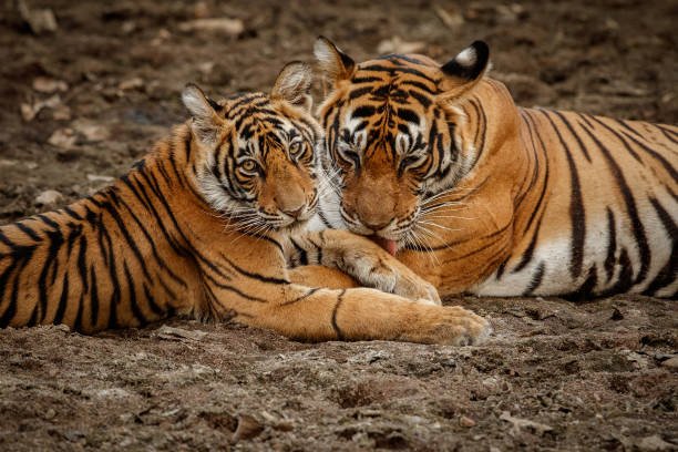 Tigers 