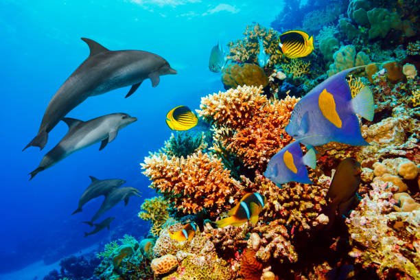 Dolphin Communication: Deciphering the Language of the Sea