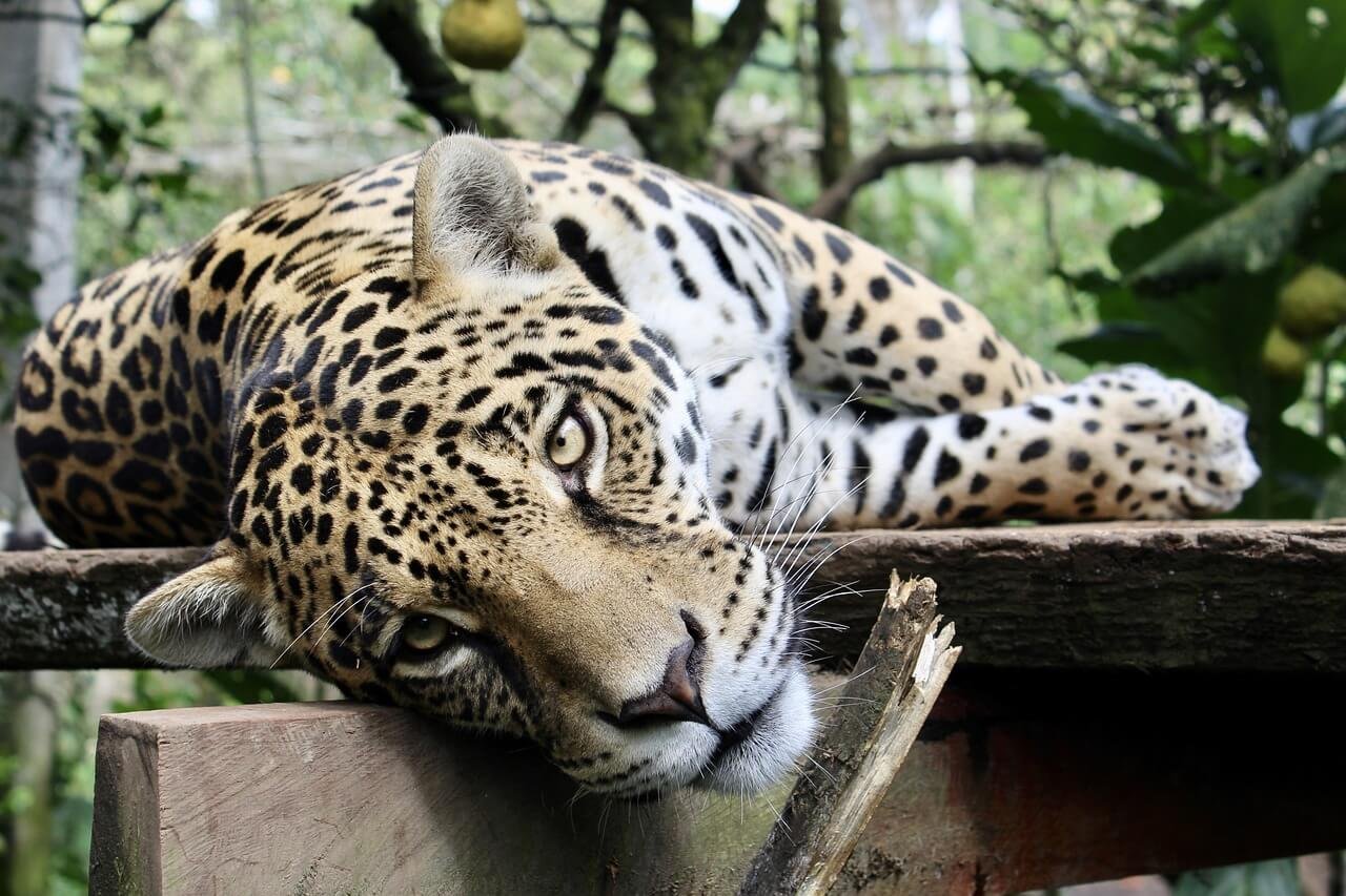 Biodiversidades y Estabilidad de los Ecosistemas