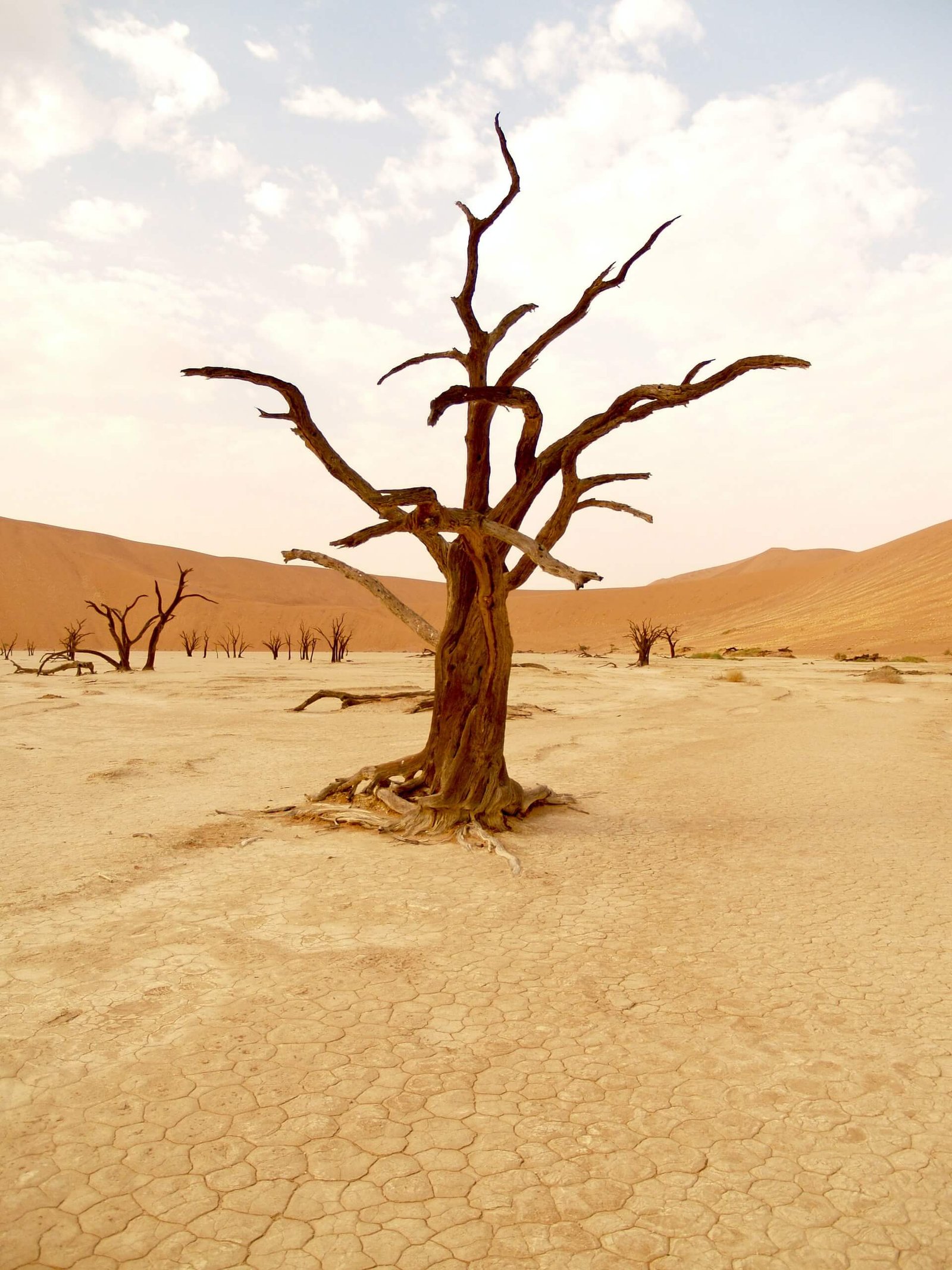 La inteligencia y el aprendizaje automático permiten el procesamiento de grandes cantidades de datos para estrategias de conservación más efectivas.  Mitigación y Adaptación al Cambio Climático