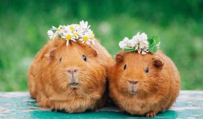 Guinea Pigs: Tiny Pets with Big Personalities