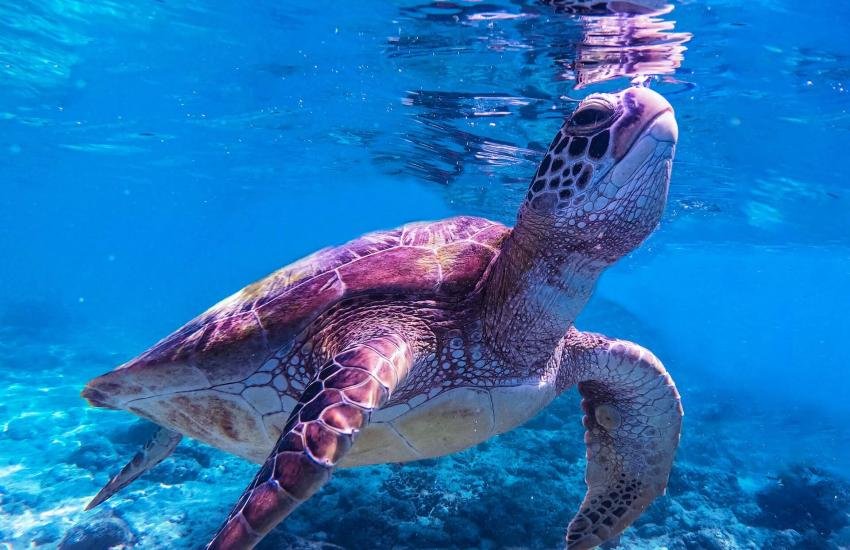 Ultimate Marine Conservation Volunteer's Guide