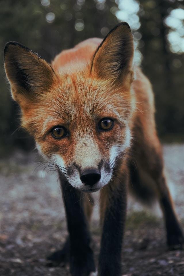 Animal Protection