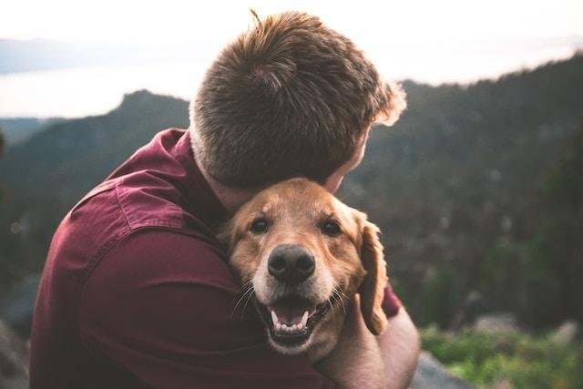 Animal Protection