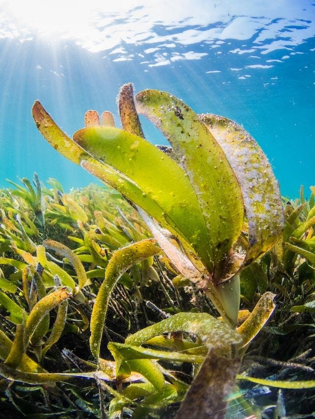 Marine conservation