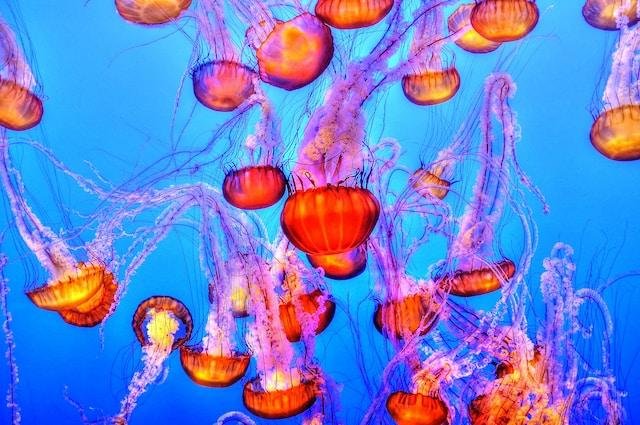 Marine conservation