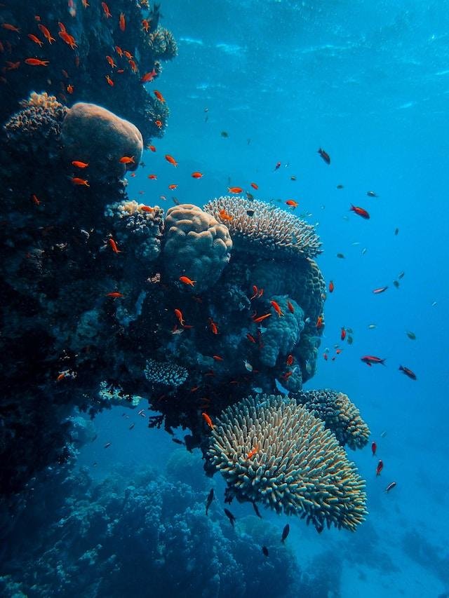 Marine conservation