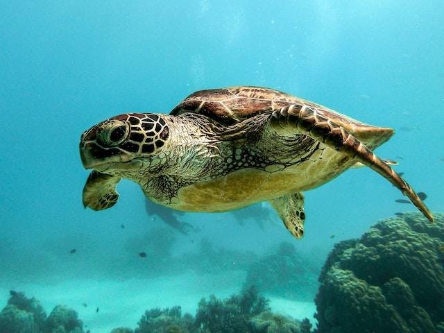 Marine conservation