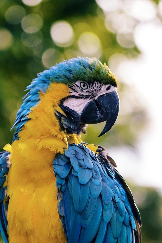 Wildlife Volunteering Program