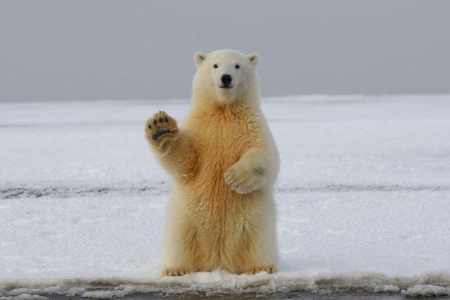 Wildlife Volunteering Program