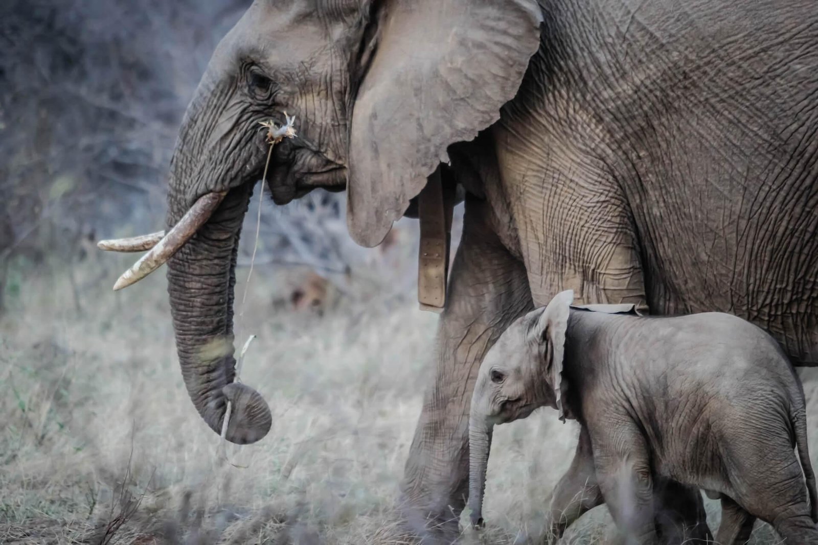 Discover Elephant Volunteer Programs