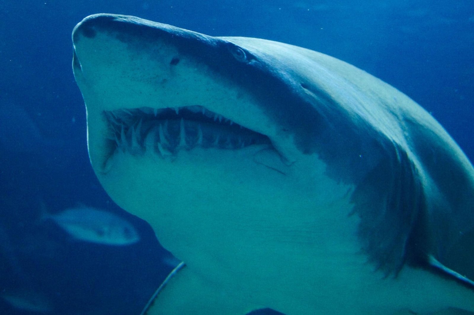 White Shark Conservation Volunteering Programs