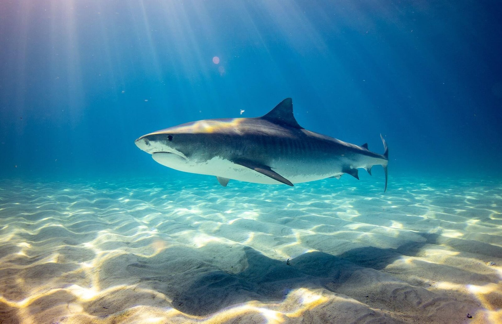 White Shark Conservation Volunteering Programs