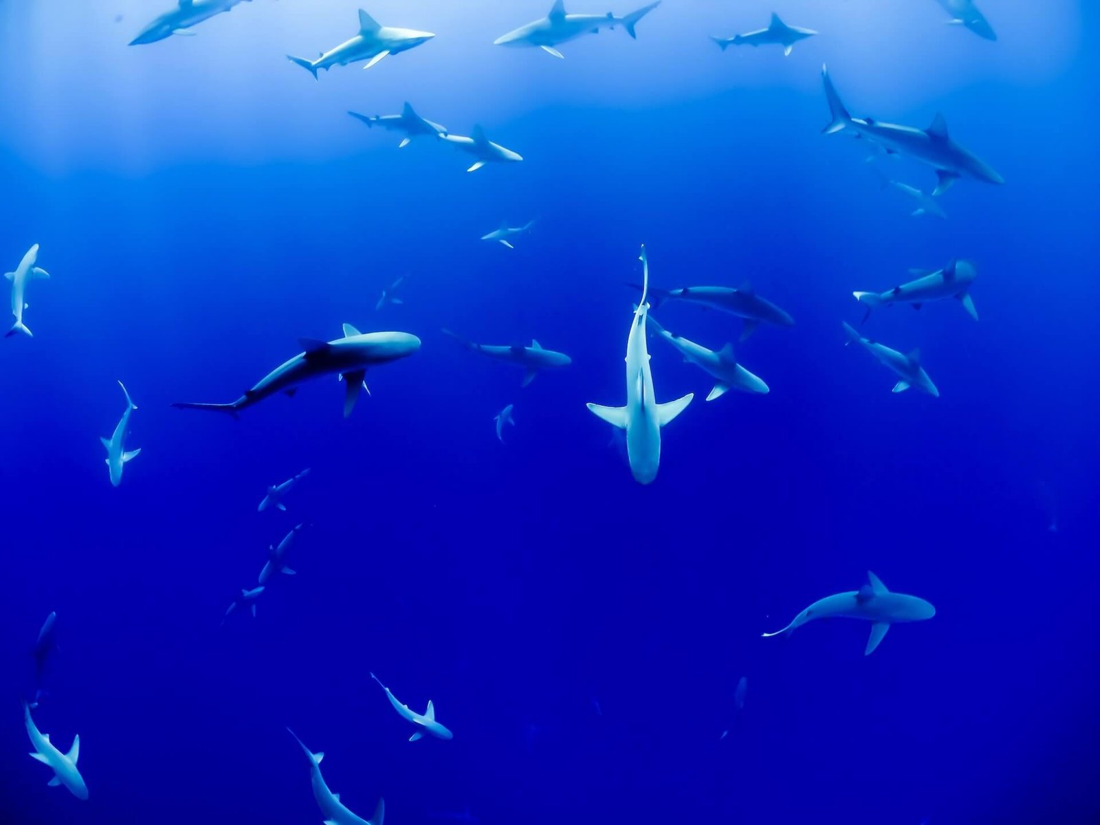 White Shark Conservation Volunteering Programs