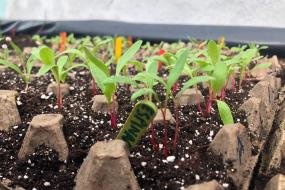 Spinach starters