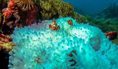 Reefci