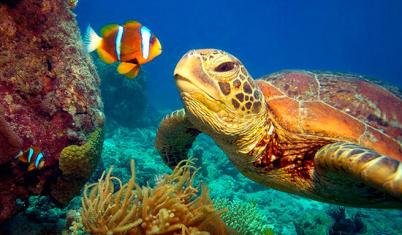 Reefci
