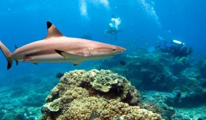 Reefci