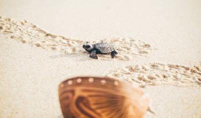  Tortugas de Pacuare