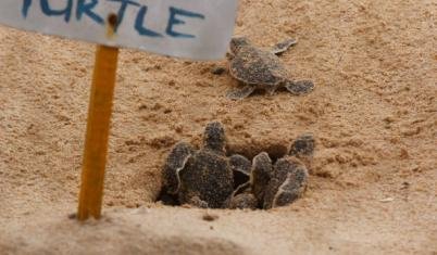 Tortugas de Pacuare