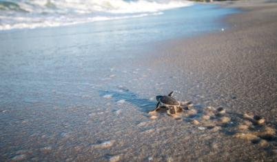  Tortugas de Pacuare