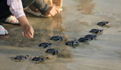  Tortugas de Pacuare