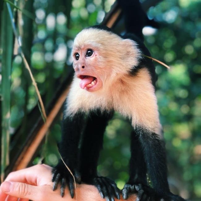 Volunteer in Costa Rica