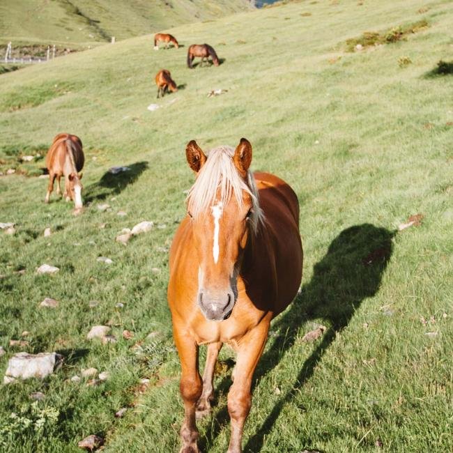 Volunteer in Spain