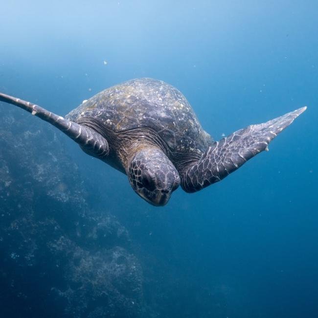 Volunteering Projects in Ecuador - Taken from my trip to the Galapagos islands, this turtle swam right along me as we dove beside the reef.