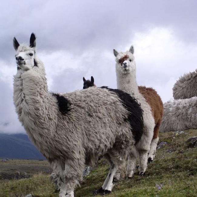 Volunteering Projects in Ecuador