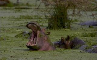 4 Types of Wildlife Conservation