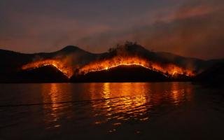 Dire Consequences of Neglecting Wildlife Conservation
