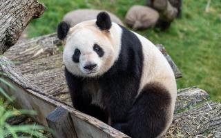 Remarkable Success Stories: Inspiring Wildlife Conservation Projects That Have Made a Difference
