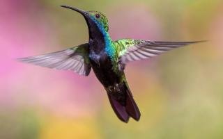 Becoming Wildlife Guardians Empowering Yourself in Conservation Efforts
