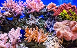 Examples of successful marine conservation projects