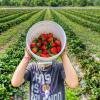 Sustainable Farming Volunteering in Rome
