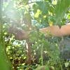 Gardening