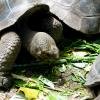 A tortoise eating