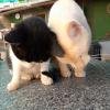 AnimalCare_Spain