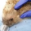 Hedgehog1