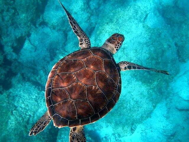5 Turtle Species You Should Volunteer for & Where? 