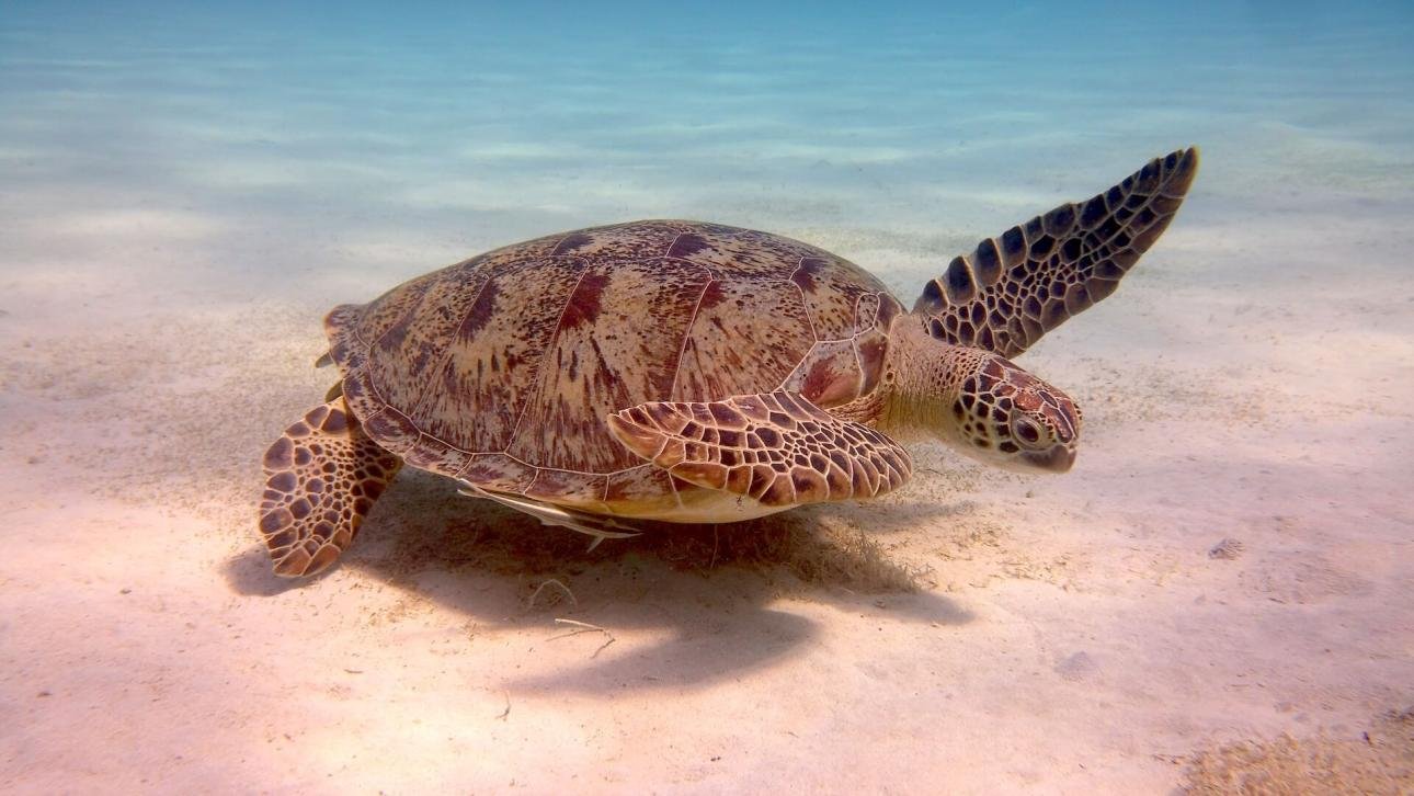 Top 7 Marine Conservation Destinations Worldwide - Volunteering to Preserve our Oceanic Legacy